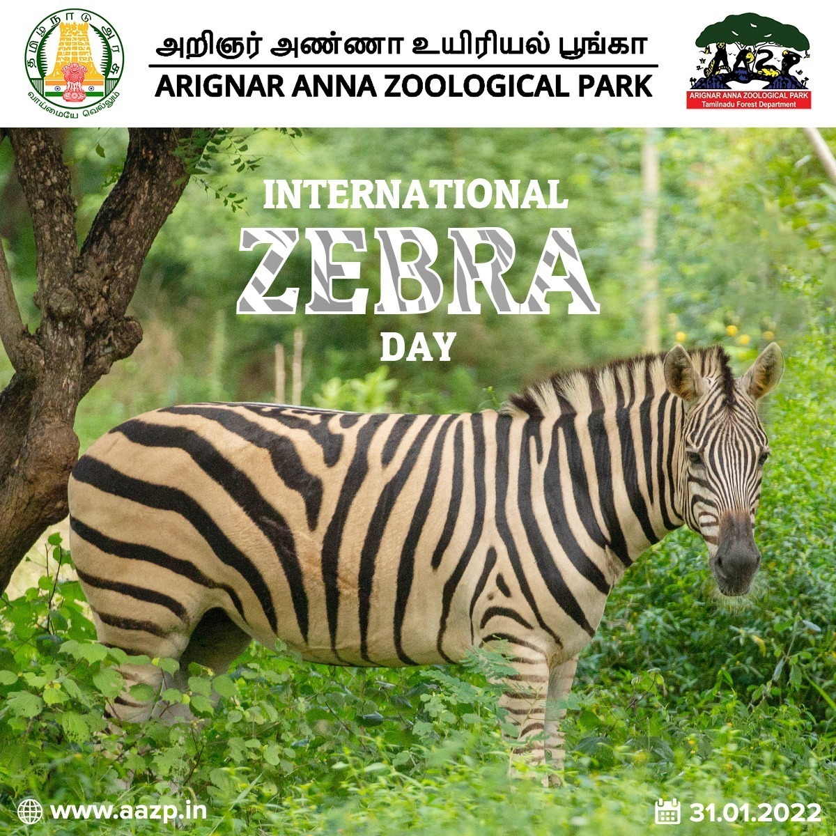 News & Events Details - Arignar Anna Zoological Park News & Events Details - Arignar Anna Zoological Park