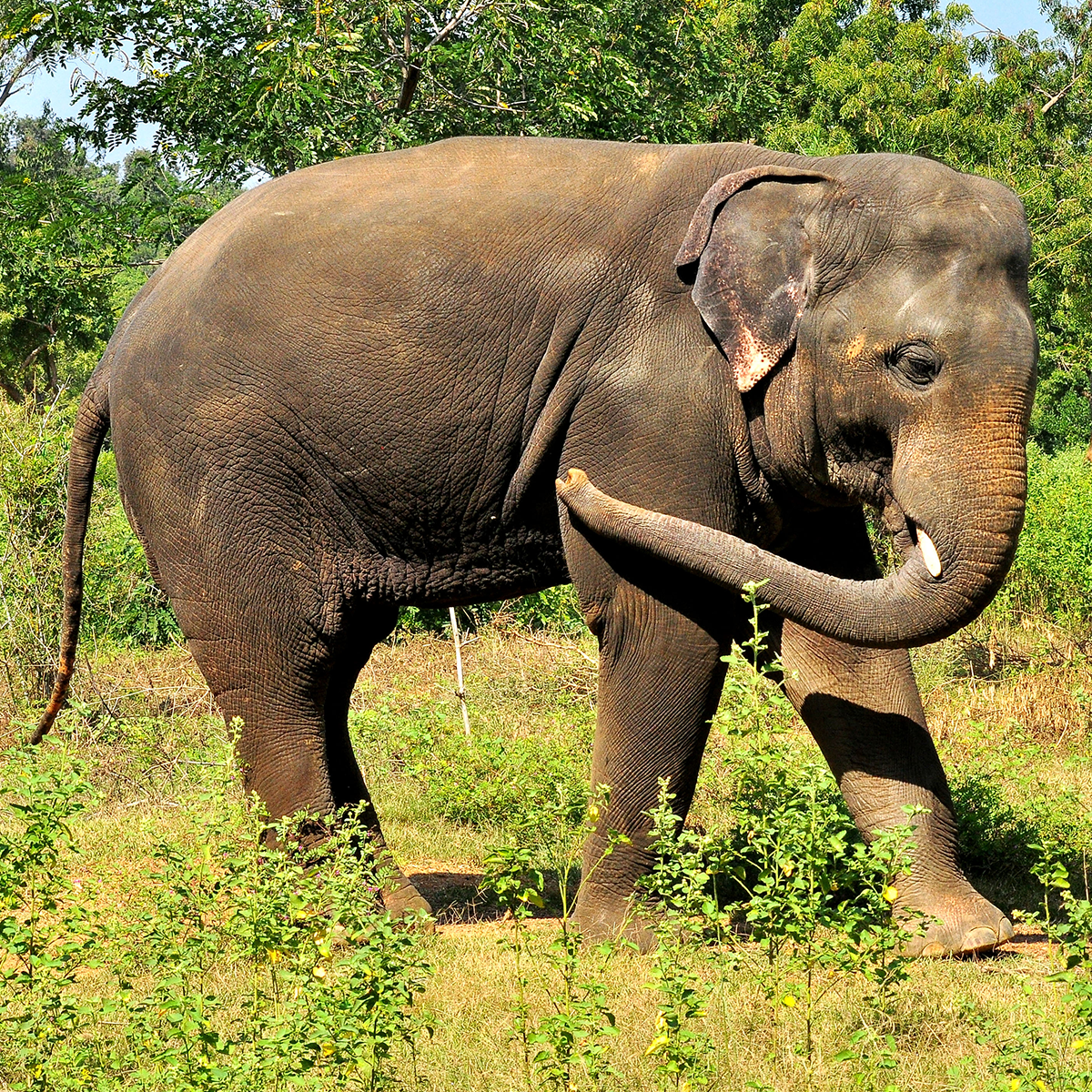 Arignar Anna Zoological Park - Vandalur Zoo - Chennai Tamil Nadu